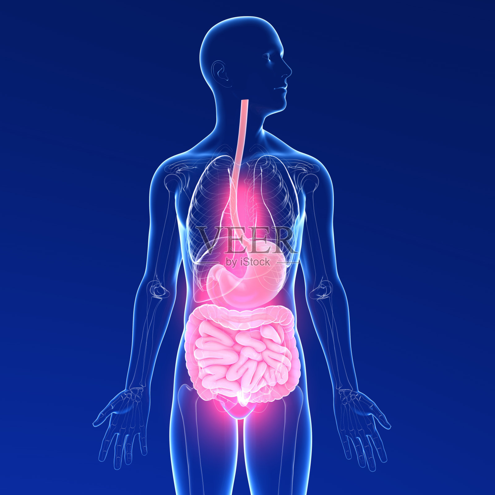 一个痛苦的男人的消化系统的透明3D插图。照片摄影图片