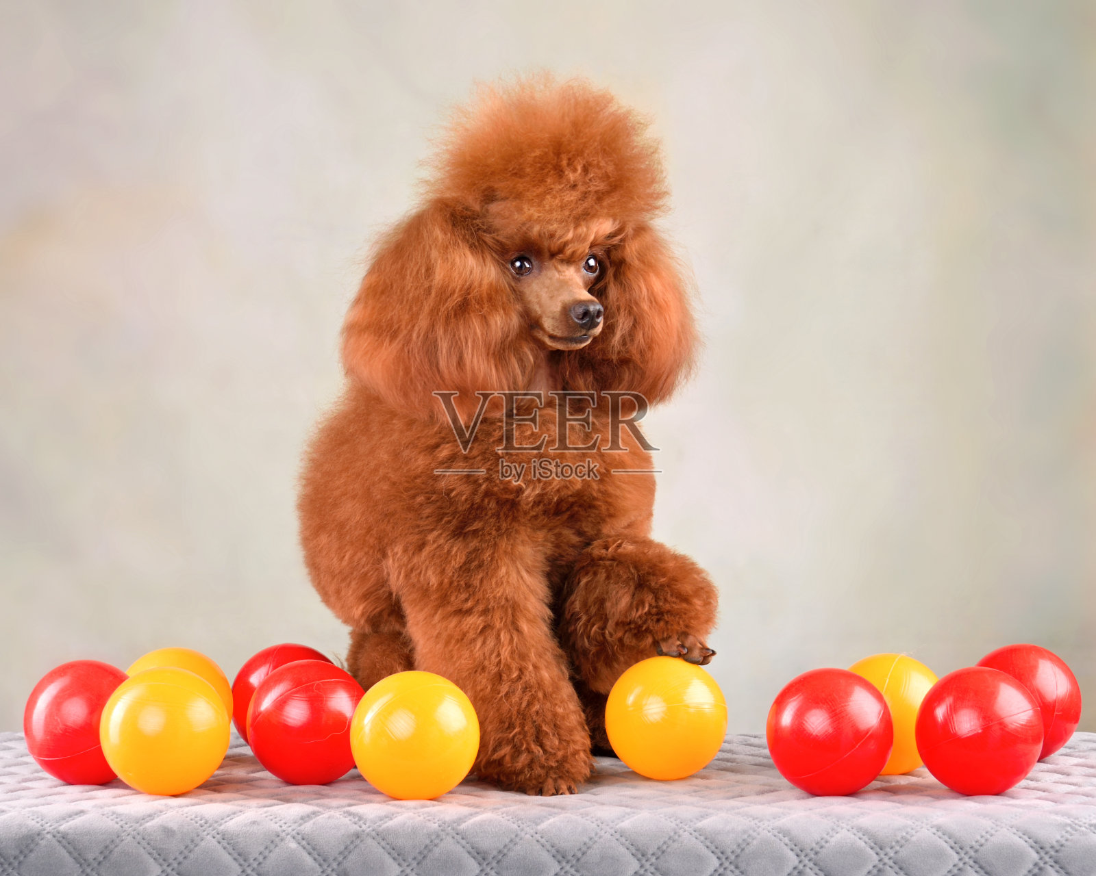 狗在玩球照片摄影图片