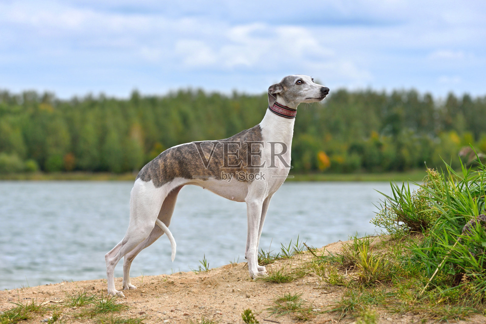漂亮的英国惠比特狗照片摄影图片