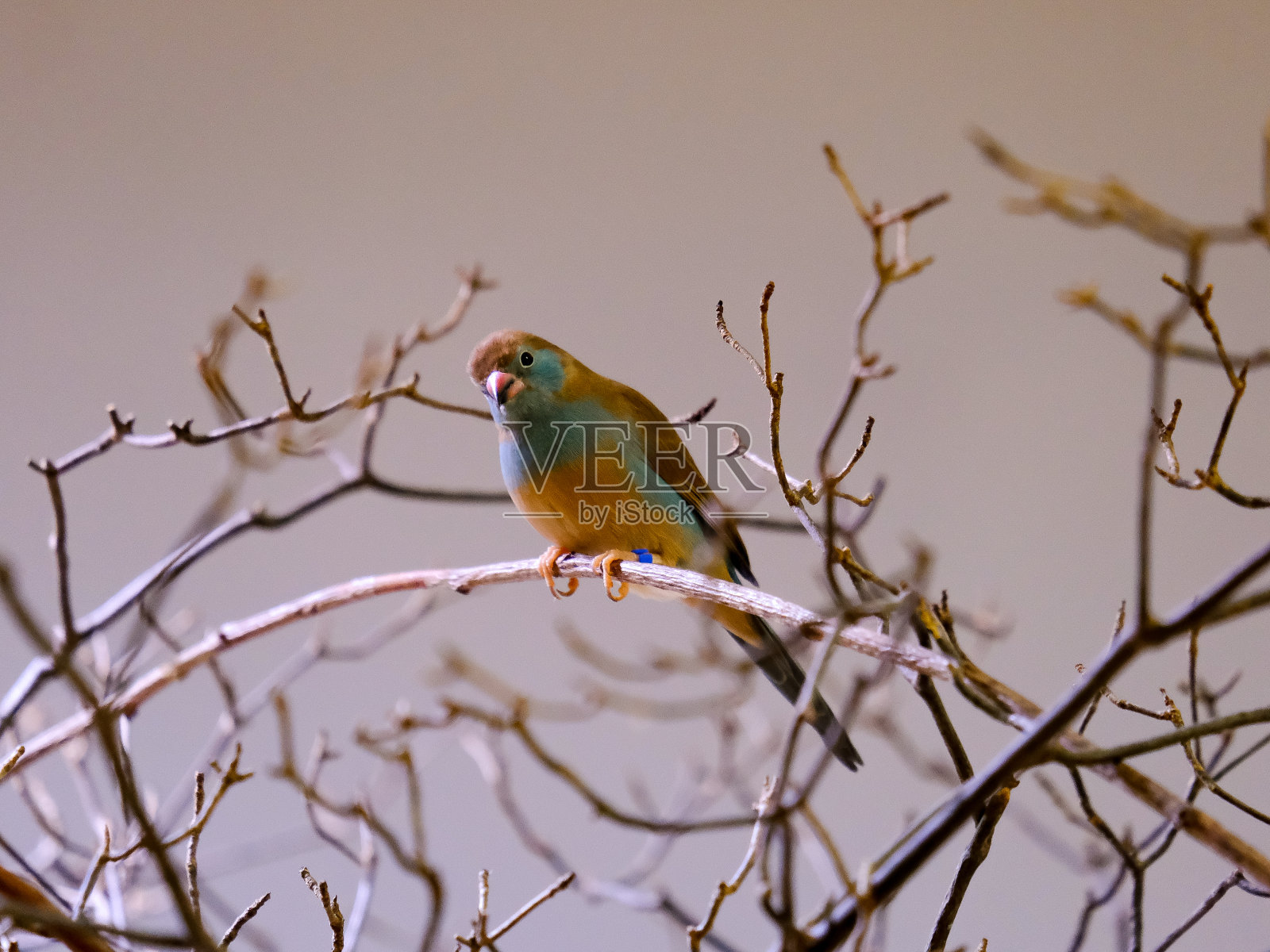 美丽的鸟儿在德国享受阳光明媚的一天。照片摄影图片
