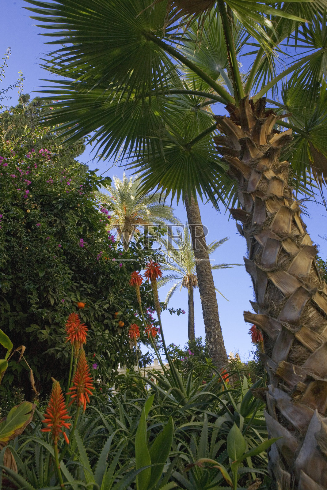 在西班牙安达卢西亚的Candelaria广场(Cádiz)，郁郁葱葱的植物照片摄影图片