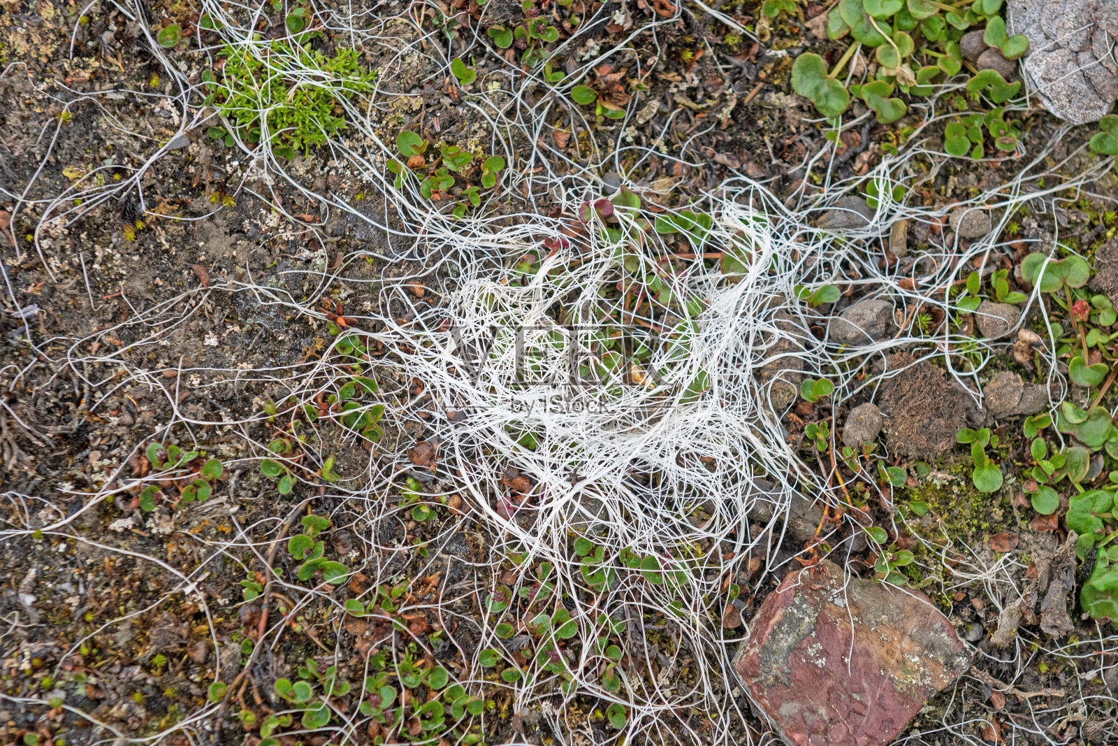 北极苔原上的斯瓦尔巴驯鹿毛照片摄影图片