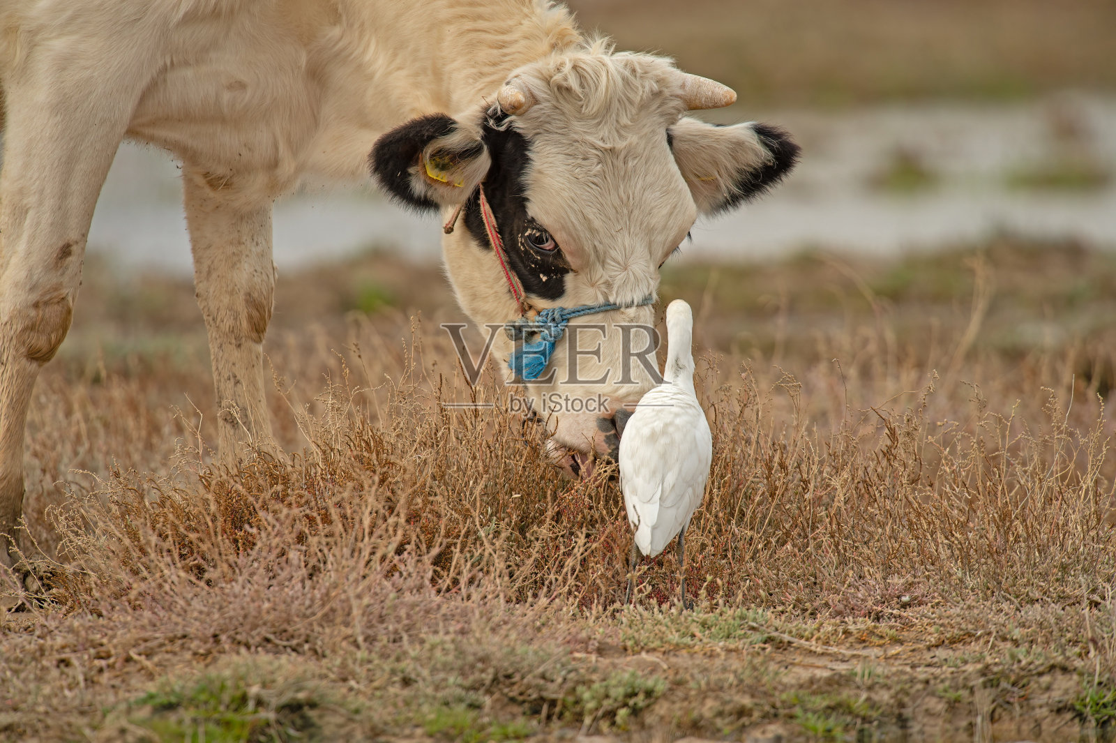 西部的牛鹭(Bubulcus ibis)在牛中间觅食。照片摄影图片