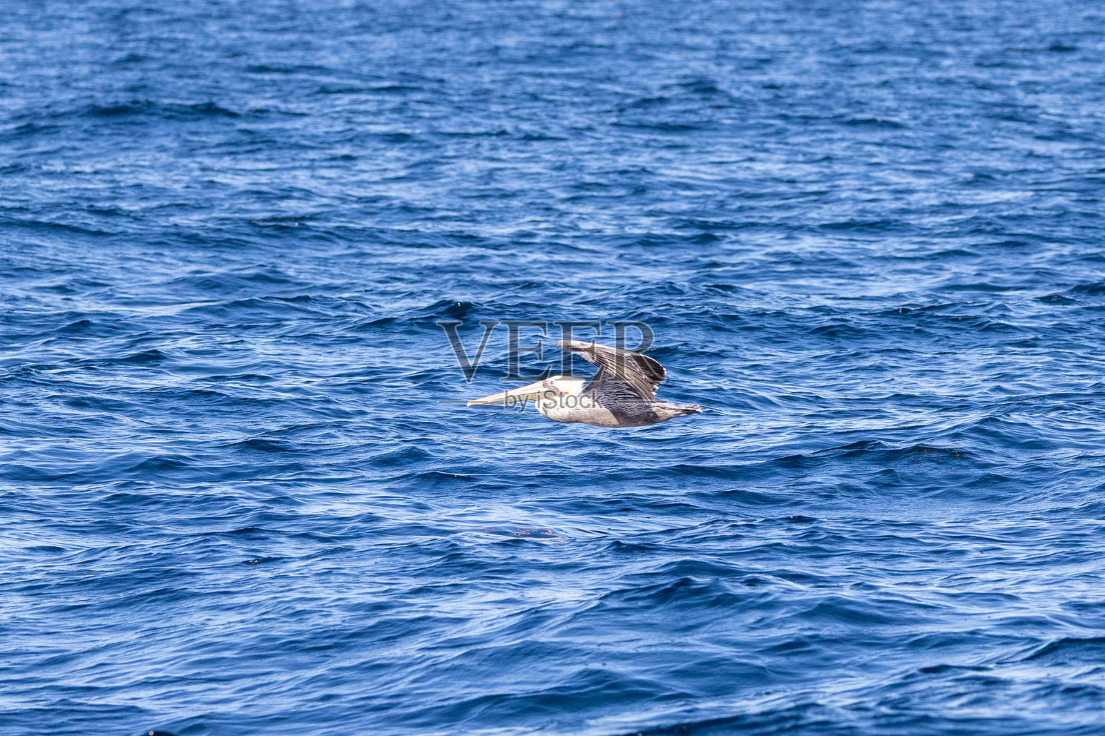 一只鹈鹕在纽波特海滩的海岸上飞行照片摄影图片