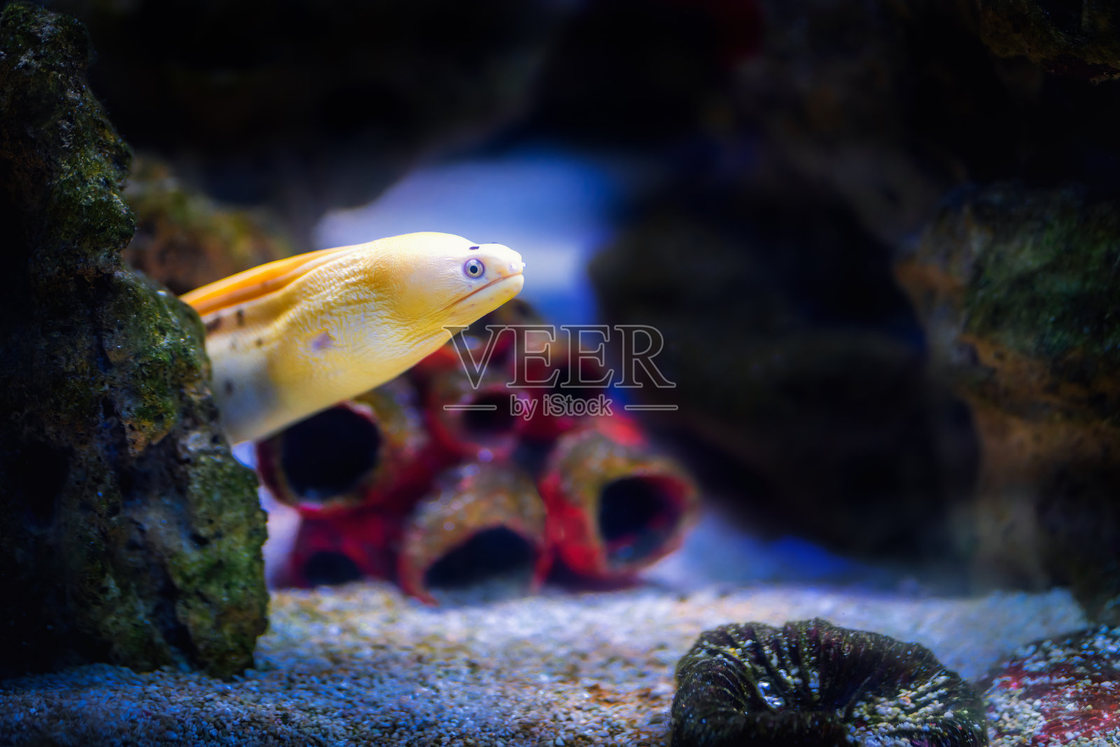 黄鳝(Gymnothorax militaris) -香蕉鳝照片摄影图片