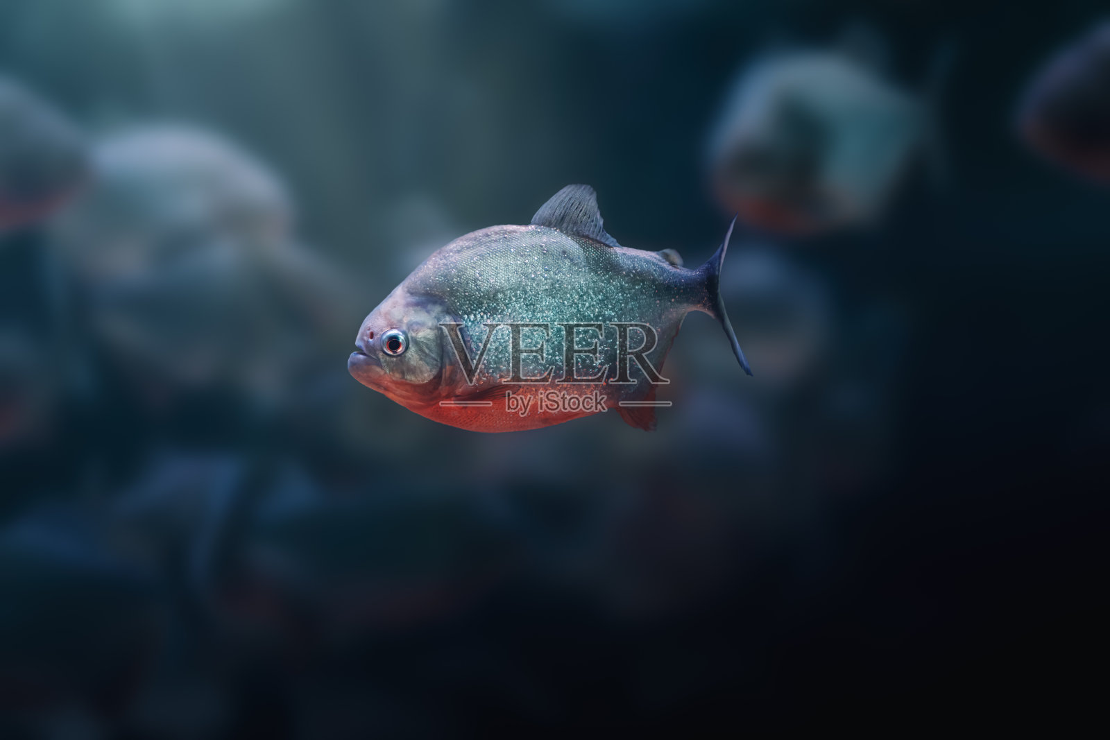 红腹水虎鱼(Pygocentrus nattereri) -食肉淡水鱼照片摄影图片