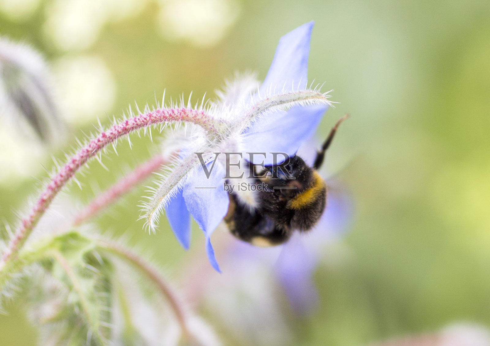 蜜蜂授粉照片摄影图片
