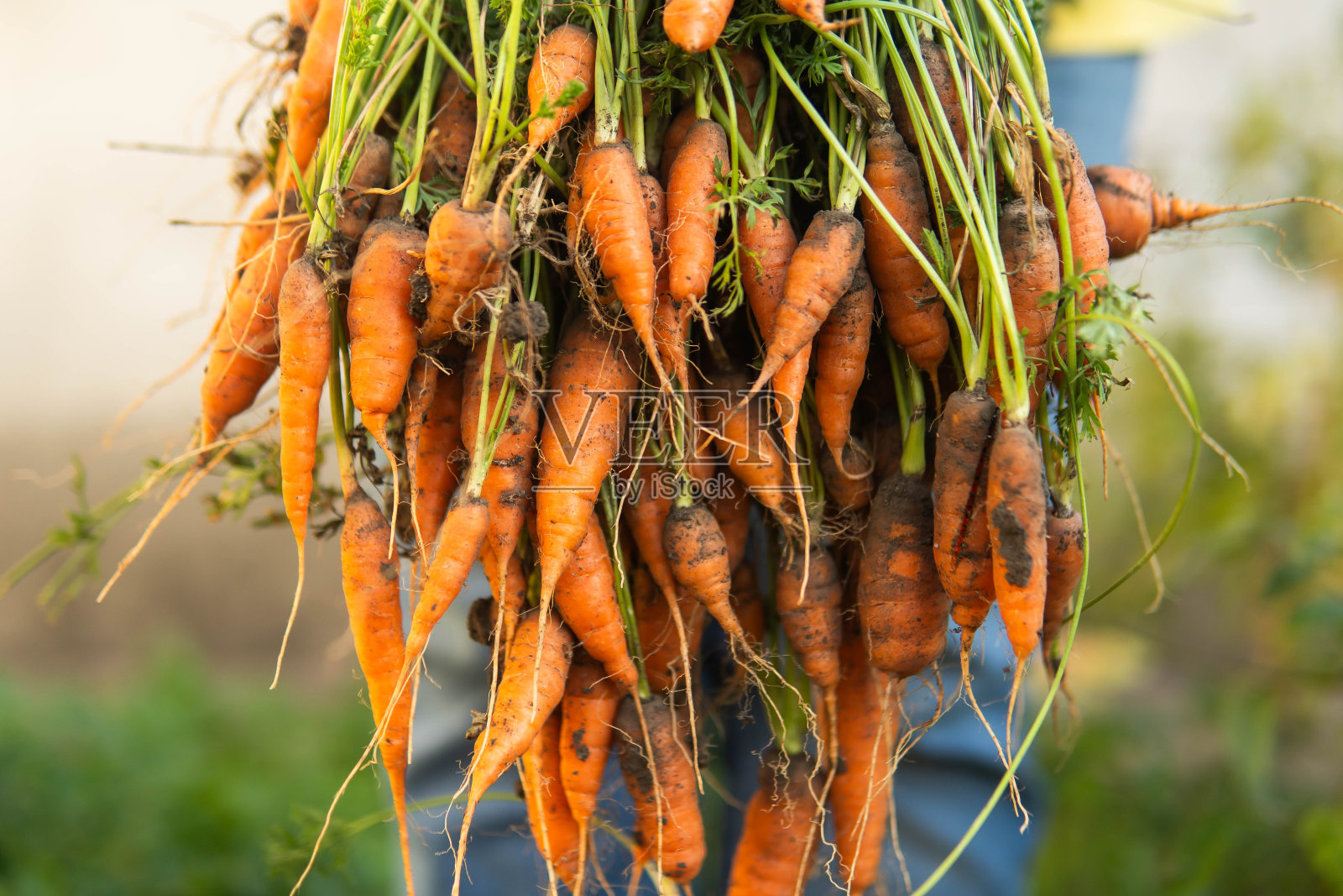一名妇女在农场拿着有机胡萝卜照片摄影图片