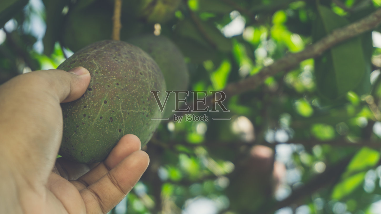 采摘新鲜的红芒果和绿芒果还挂在树上照片摄影图片