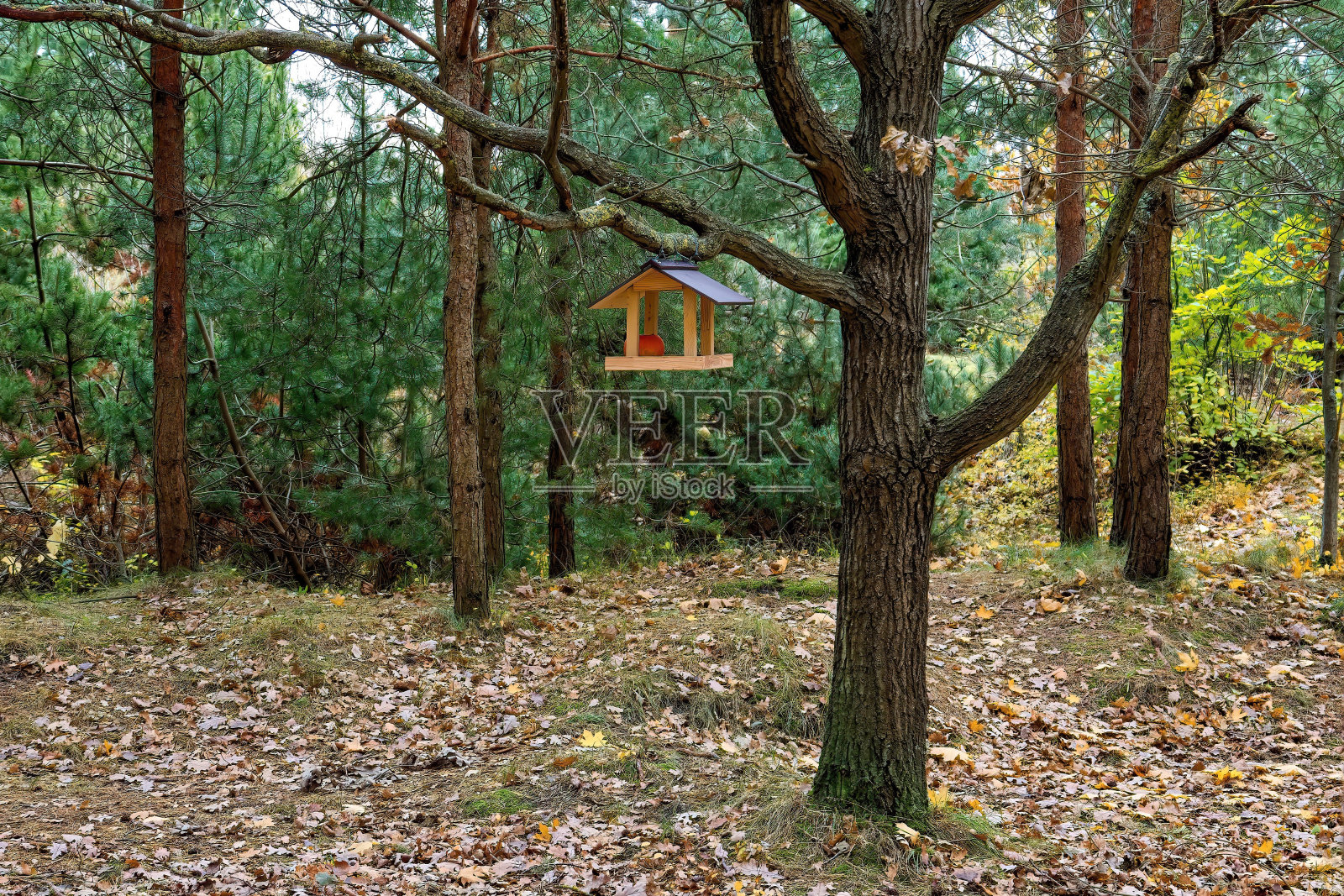 秋天公园或花园里树上的木制喂鸟器照片摄影图片