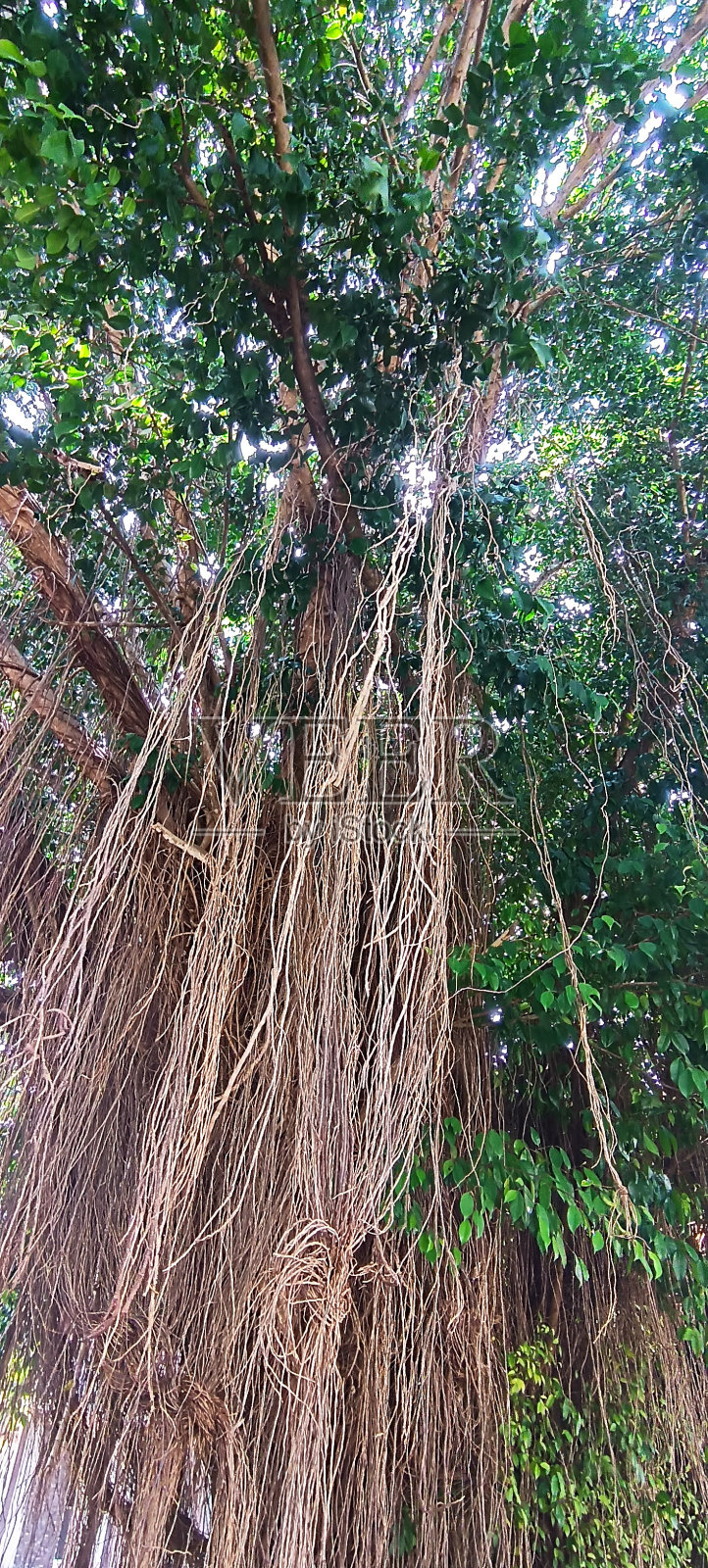 榕树照片摄影图片