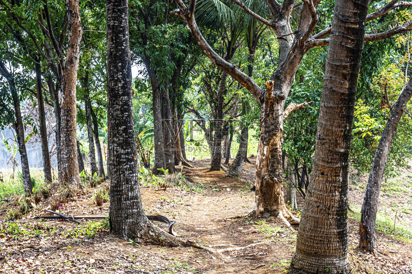 田野上的树木照片摄影图片