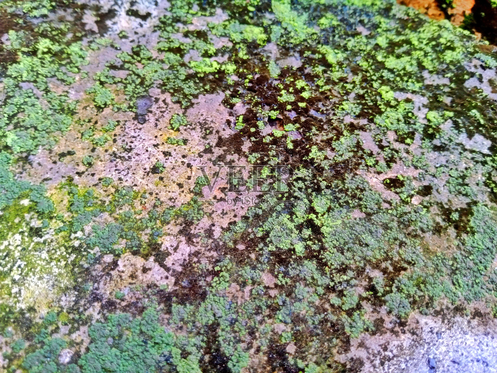 苔藓的图案和颜色照片摄影图片