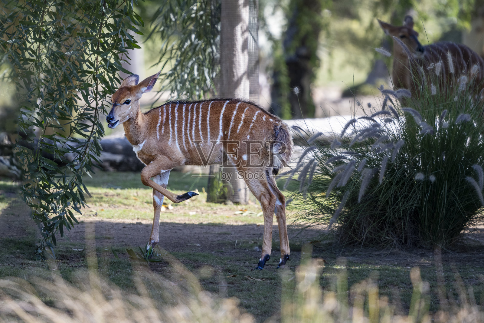 雌性尼亚拉羚羊(Tragelaphus Angasii)是一种站立在自然环境中的小雄羚。照片摄影图片