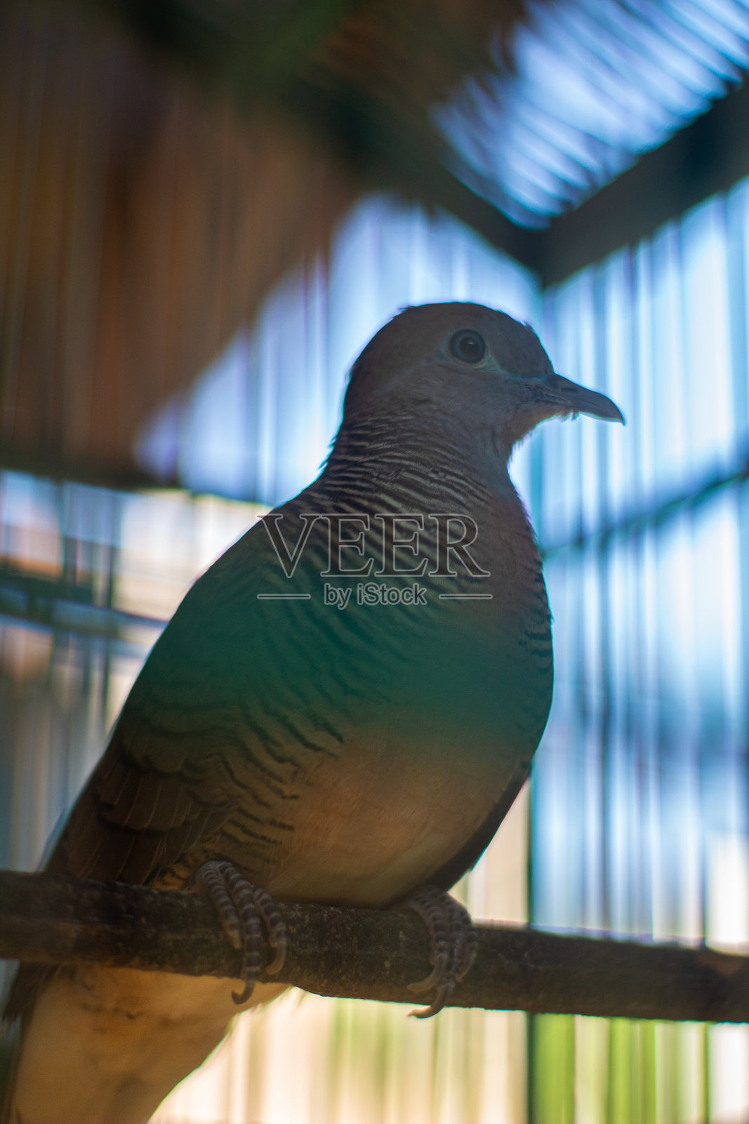 鸽子栖息在笼子里照片摄影图片