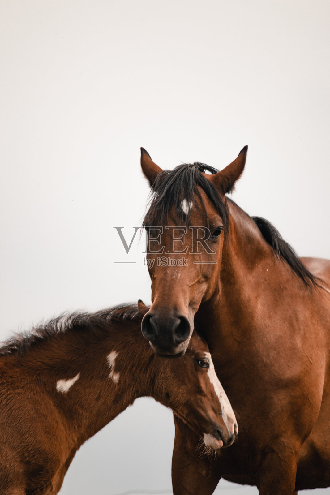 妈妈。照片摄影图片