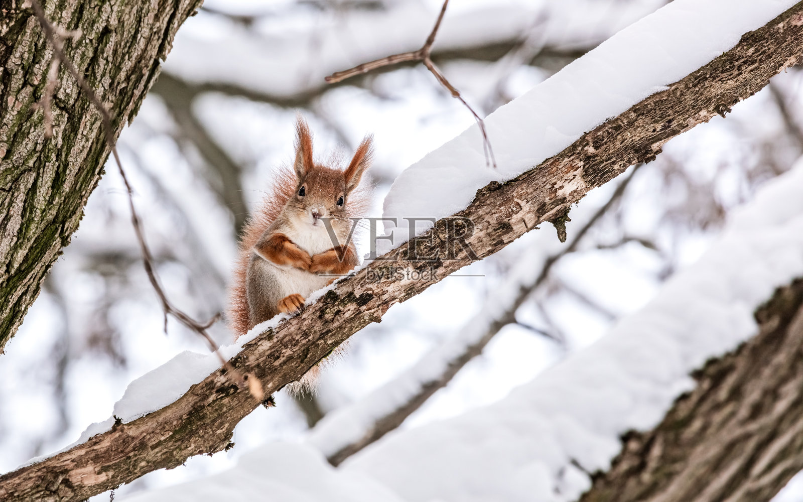 冬天的森林里，小红松鼠坐在树枝上，浑身是雪。照片摄影图片