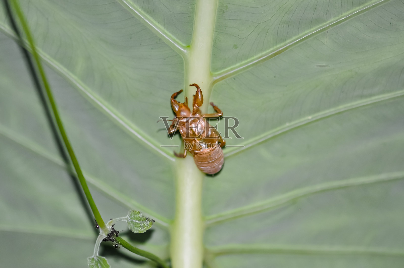一只蝉在棕色的树枝上换毛。昆虫。动物照片摄影图片