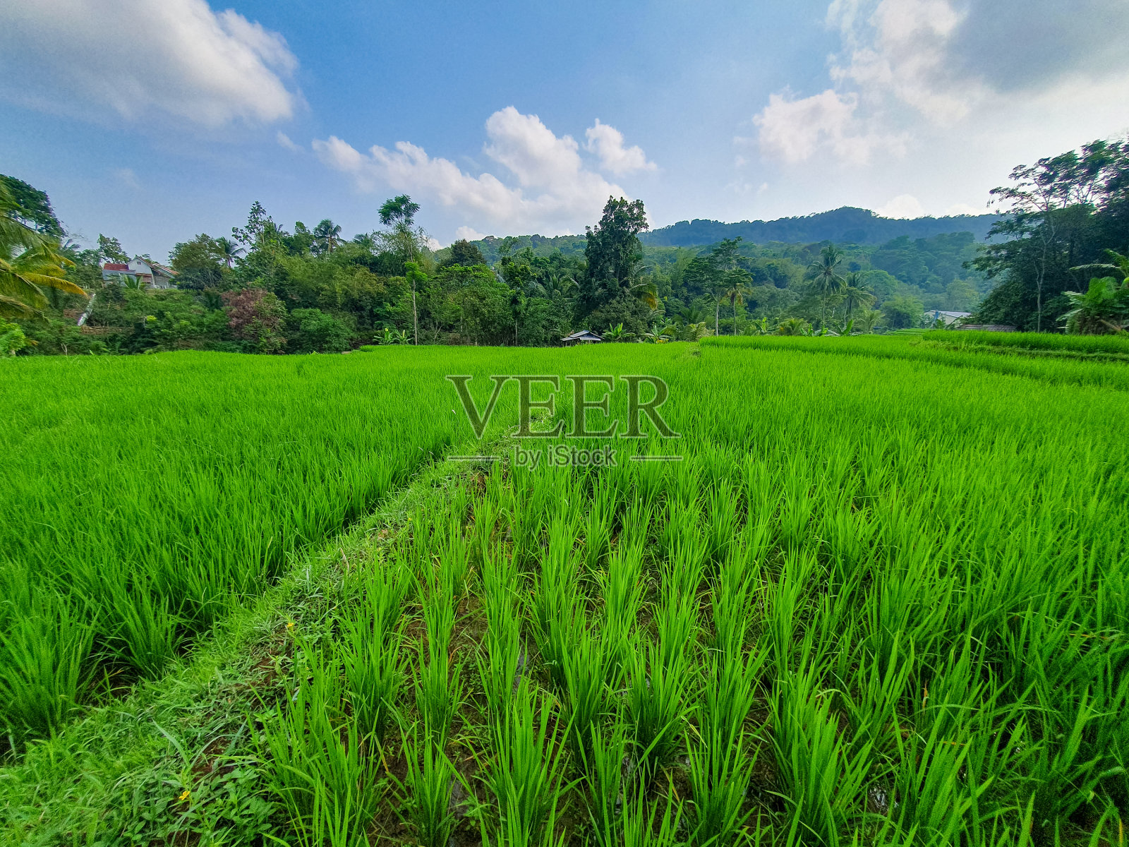 宁静的乡村景观，蓝天下的绿色田野和椰子树。用于农业概念或墙纸。照片摄影图片