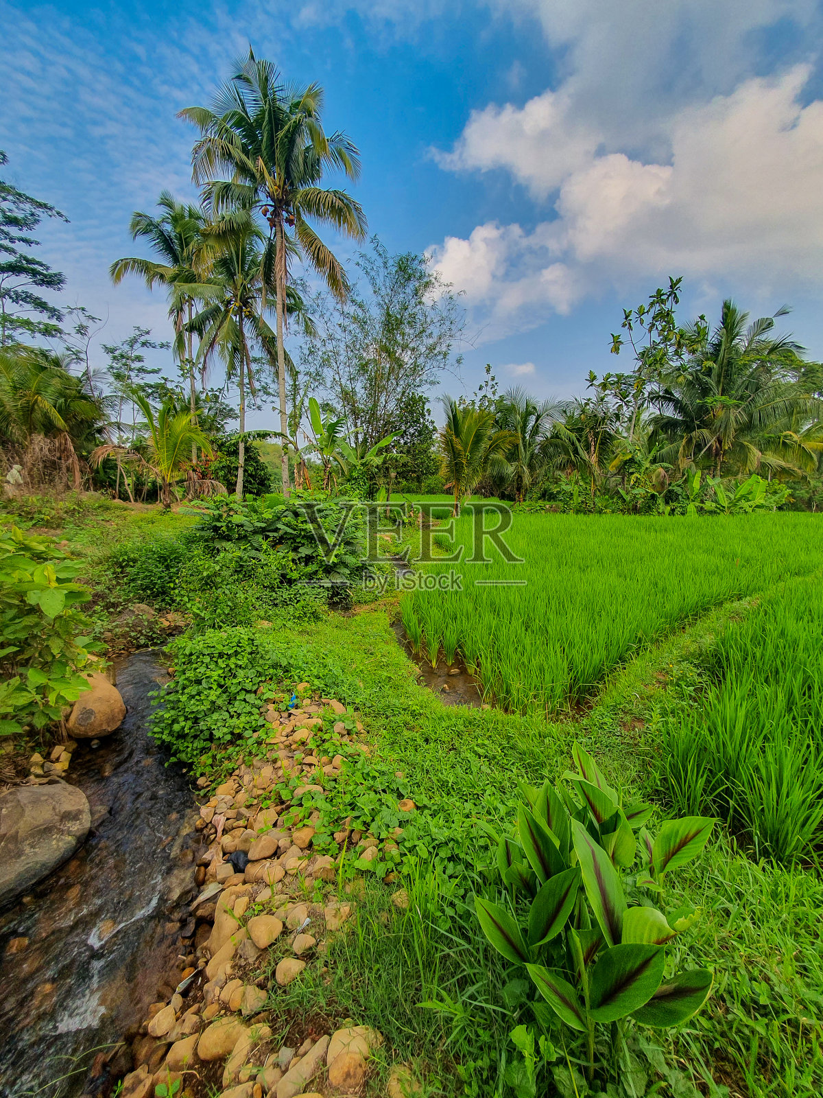 宁静的乡村景观，蓝天下的绿色田野和椰子树。用于农业概念或墙纸。照片摄影图片