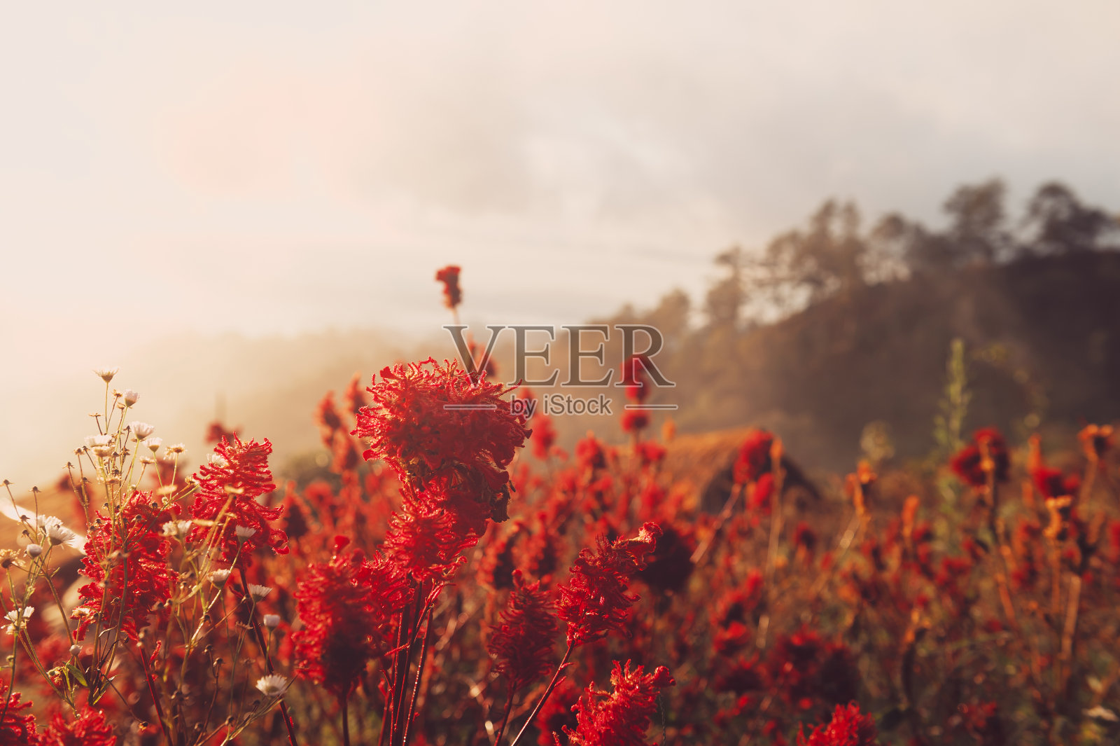 景观和天空背景照片摄影图片