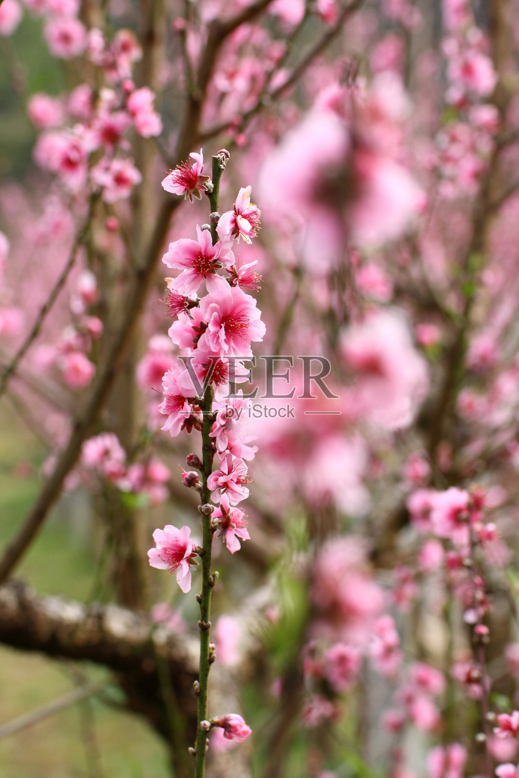 桃花的长镜头照片摄影图片