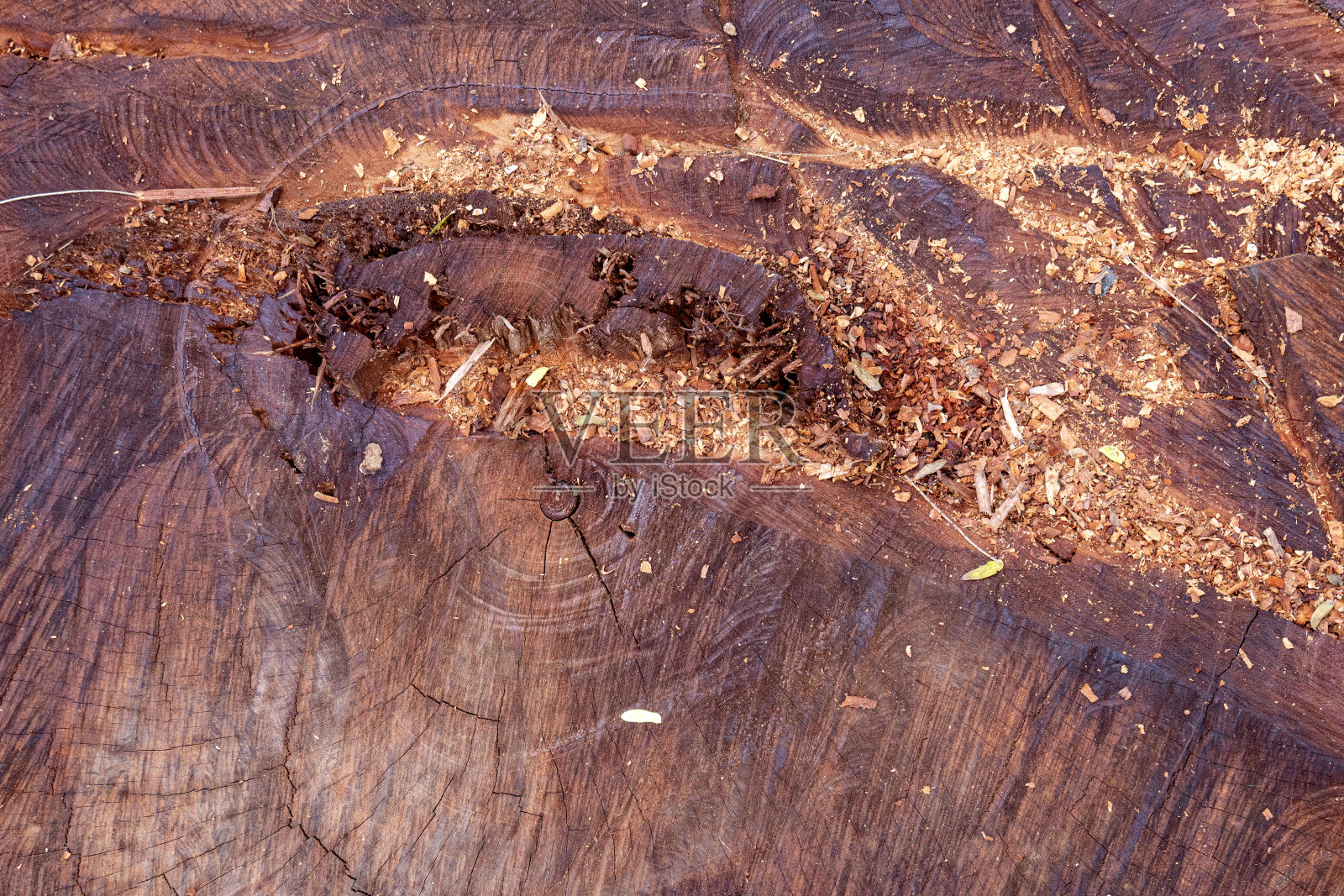 木质树干的特写照片摄影图片