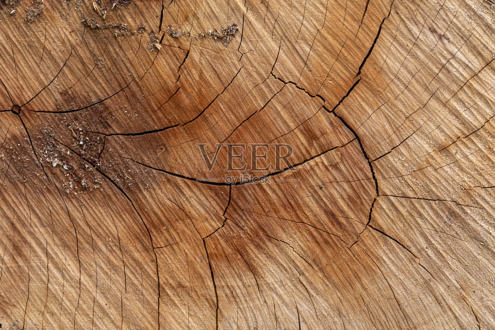 木质树干的特写照片摄影图片