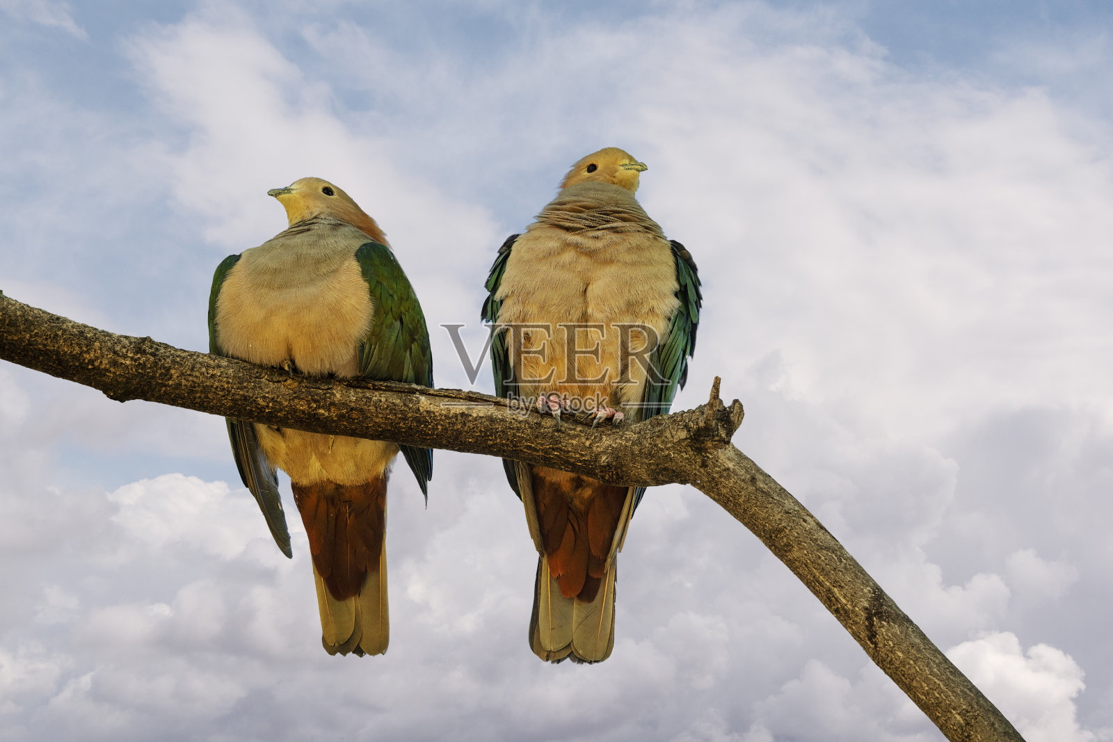 两只绿皇鸽(学名:Dacula aenea)在树枝上照片摄影图片