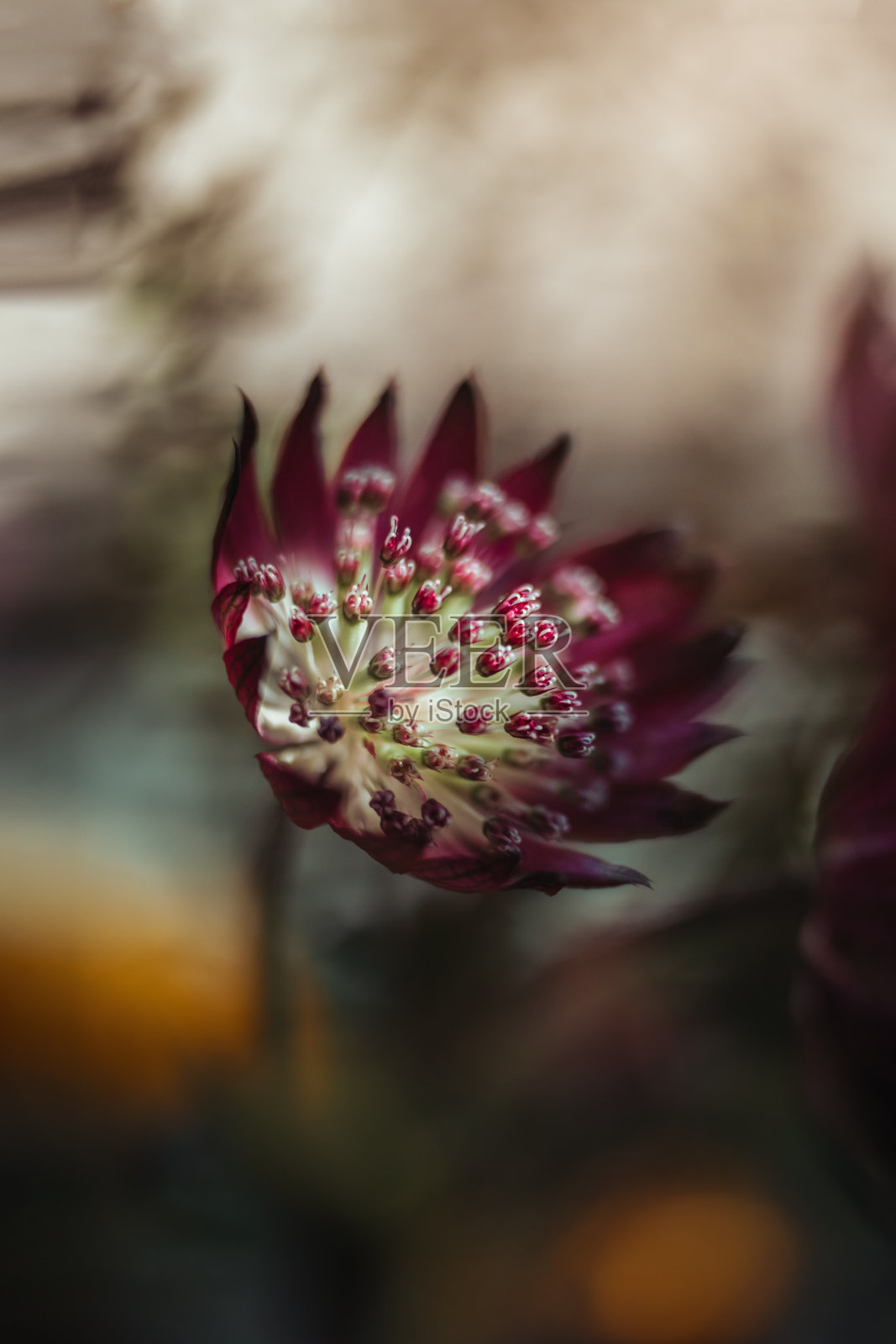 紫色的花开着小花照片摄影图片