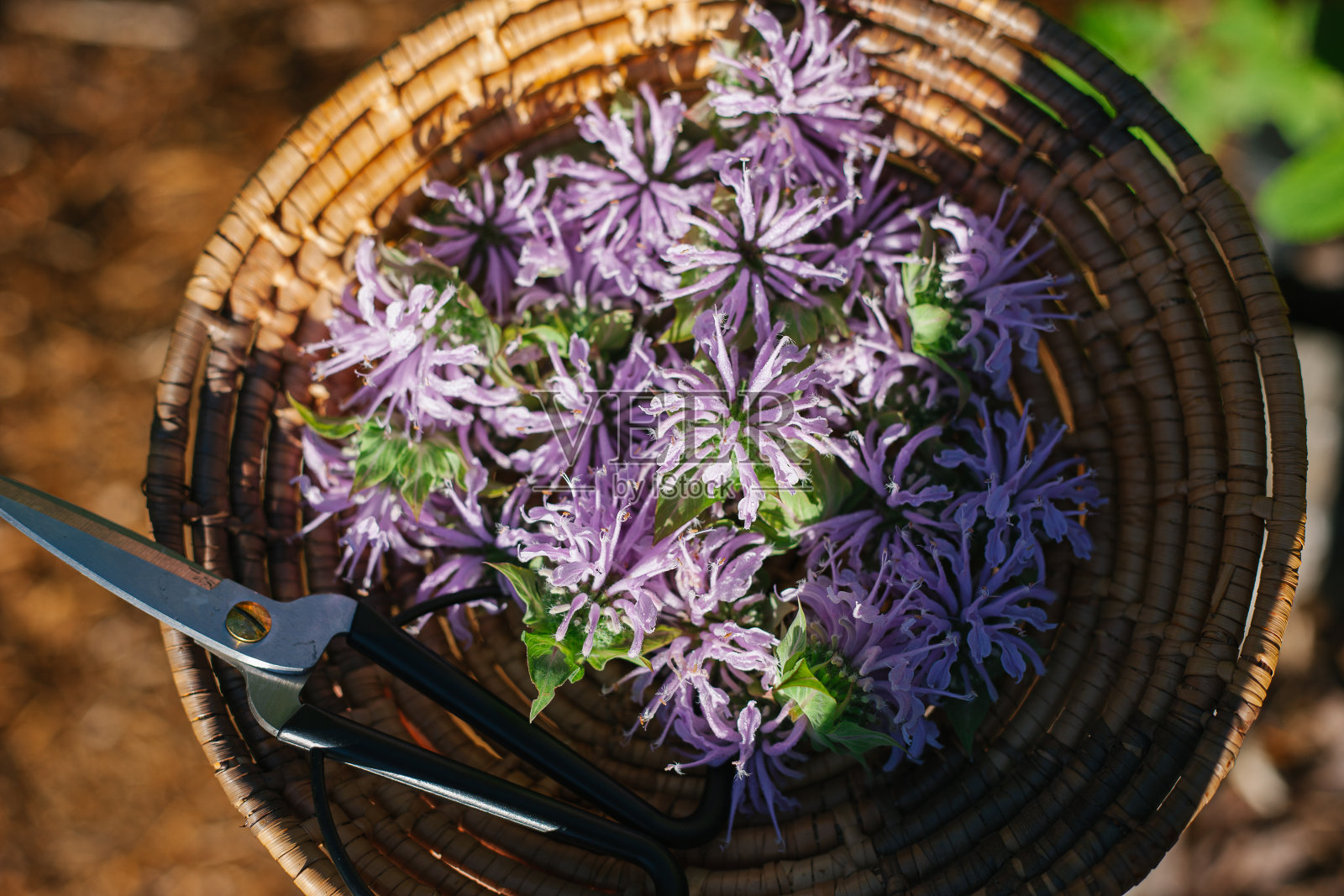 从花园剪下来的新鲜紫色蜂香，装在木筐里照片摄影图片