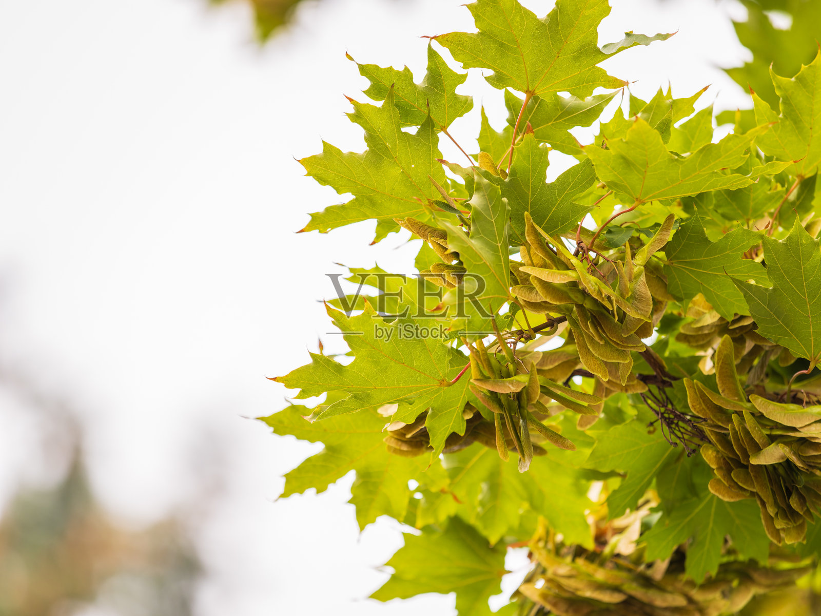 夏天枫叶的枝叶和种子都是绿色的照片摄影图片