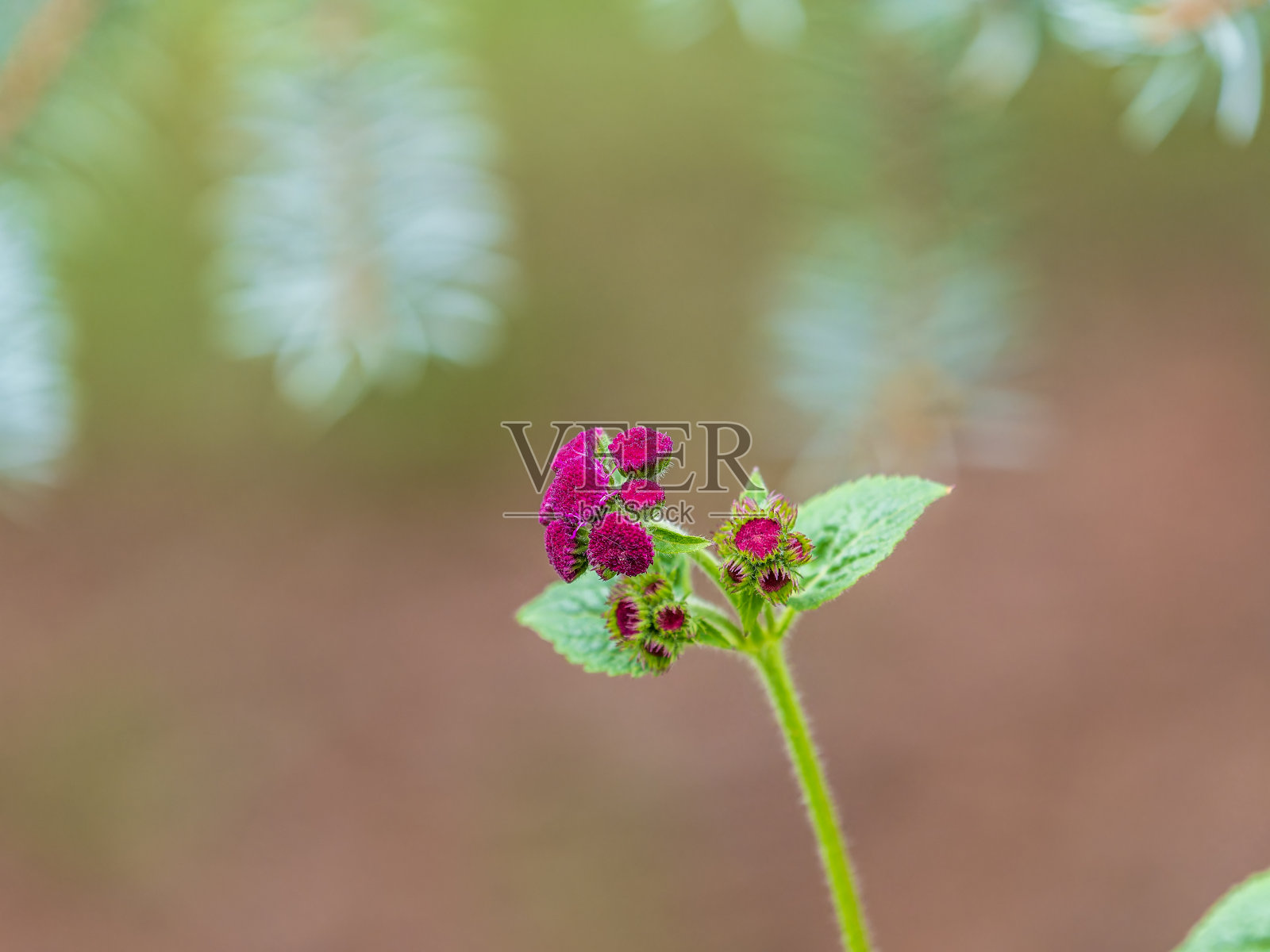 小的，紫色的花，Ageratum houston，也被称为牙线花，猫脚，或蓝貂的特写。照片摄影图片