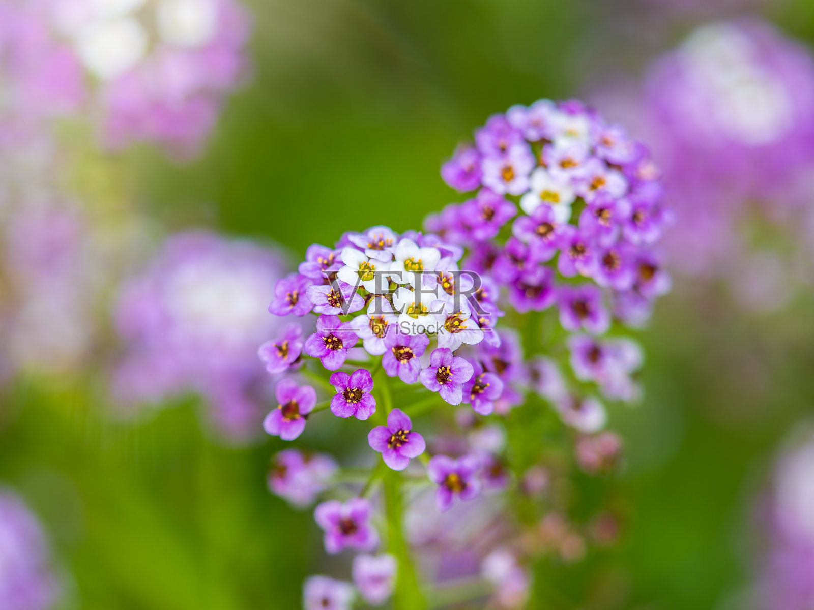马鞭草bonariensis花，阿根廷马鞭草或紫马鞭草，簇顶马鞭草，高马鞭草，漂亮马鞭草，在花园照片摄影图片