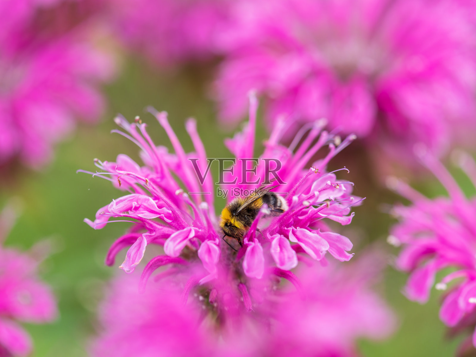 大黄蜂收集花蜜从蒙纳达花微距摄影在夏天的一天。照片摄影图片