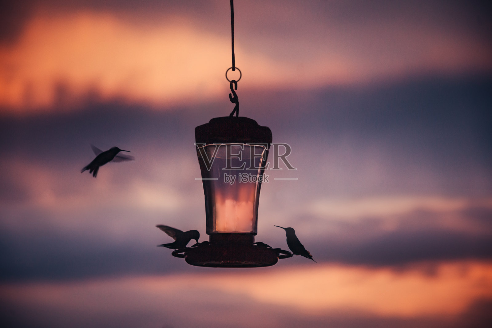 在日落前喝酒的蜂鸟照片摄影图片