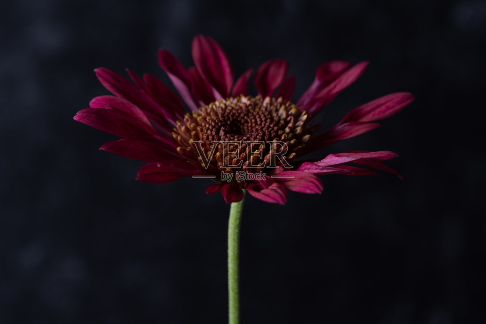 单朵紫色菊花的特写/微距。照片摄影图片