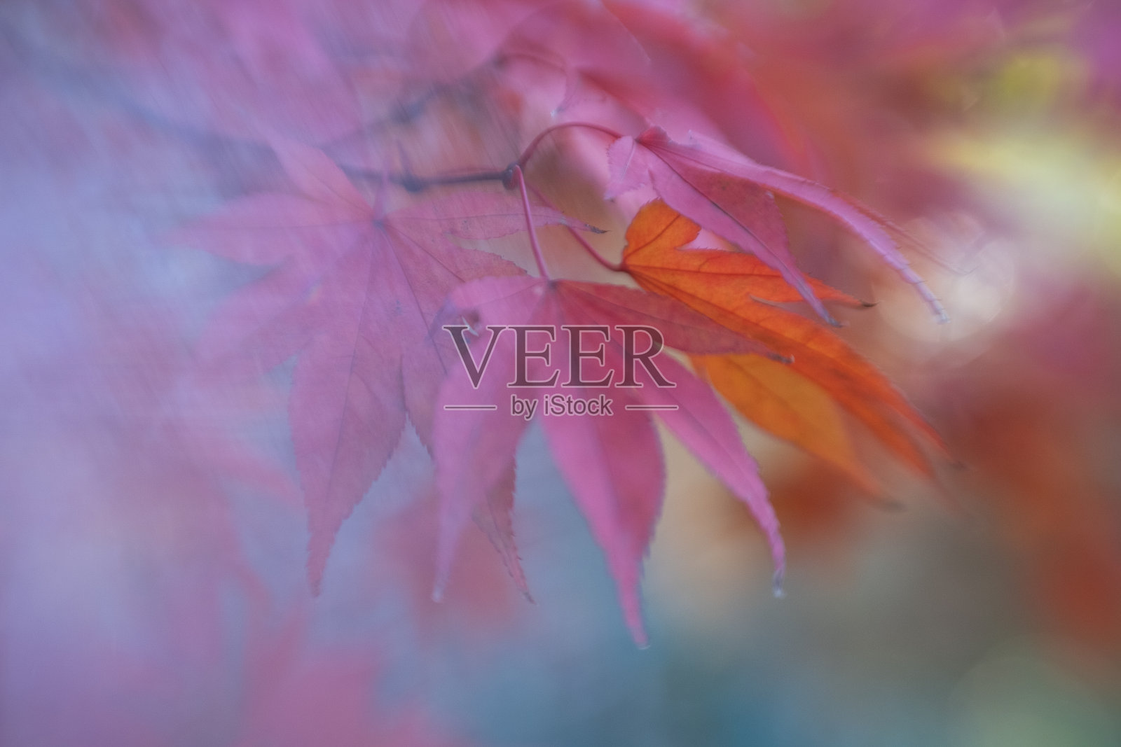 充满活力的秋叶特写/微距。照片摄影图片