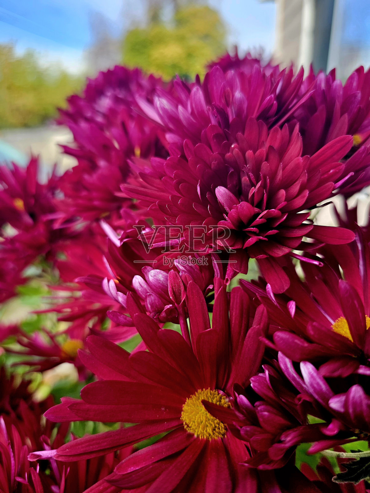 菊花照片摄影图片