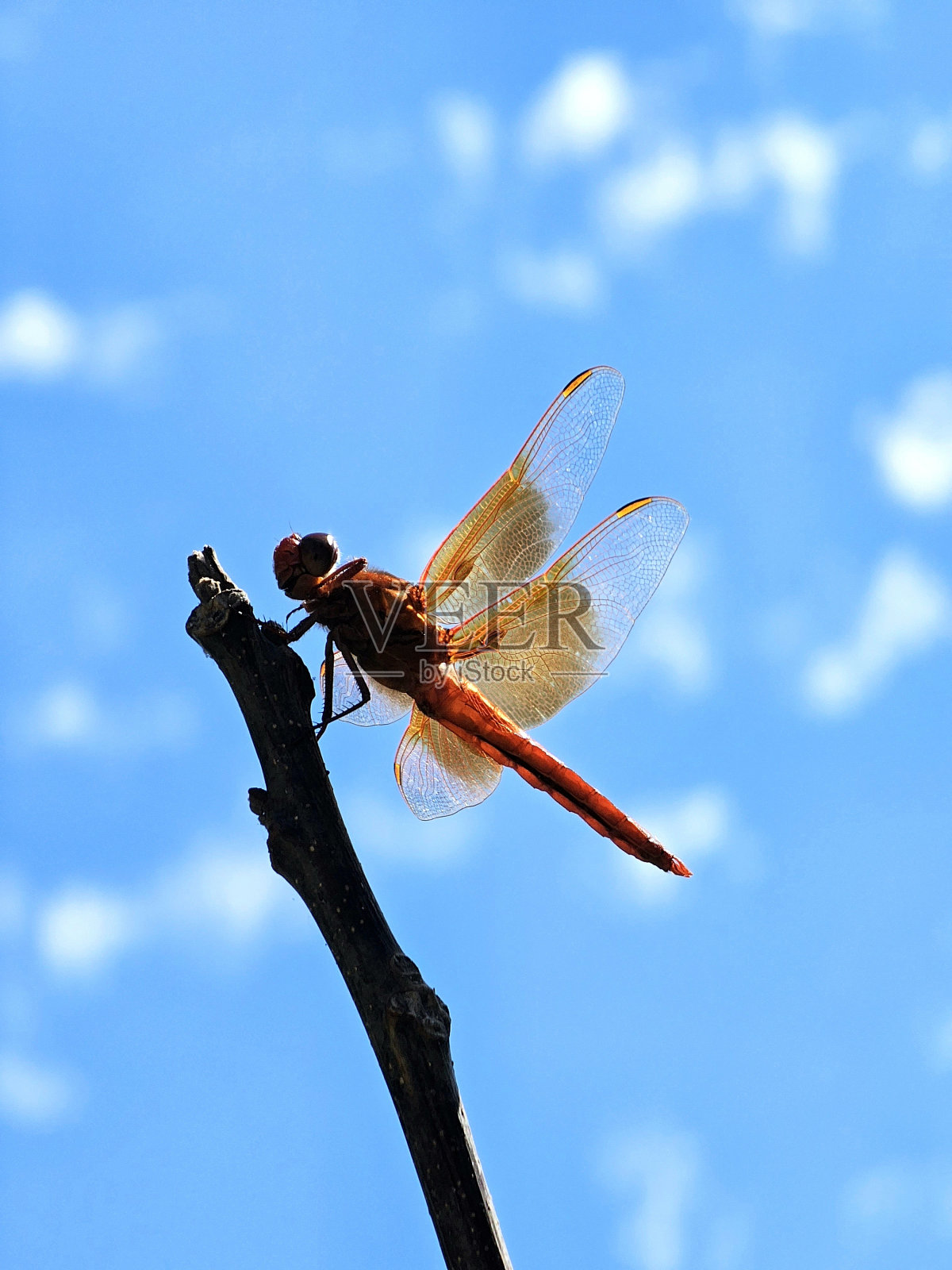 红色的蜻蜓照片摄影图片