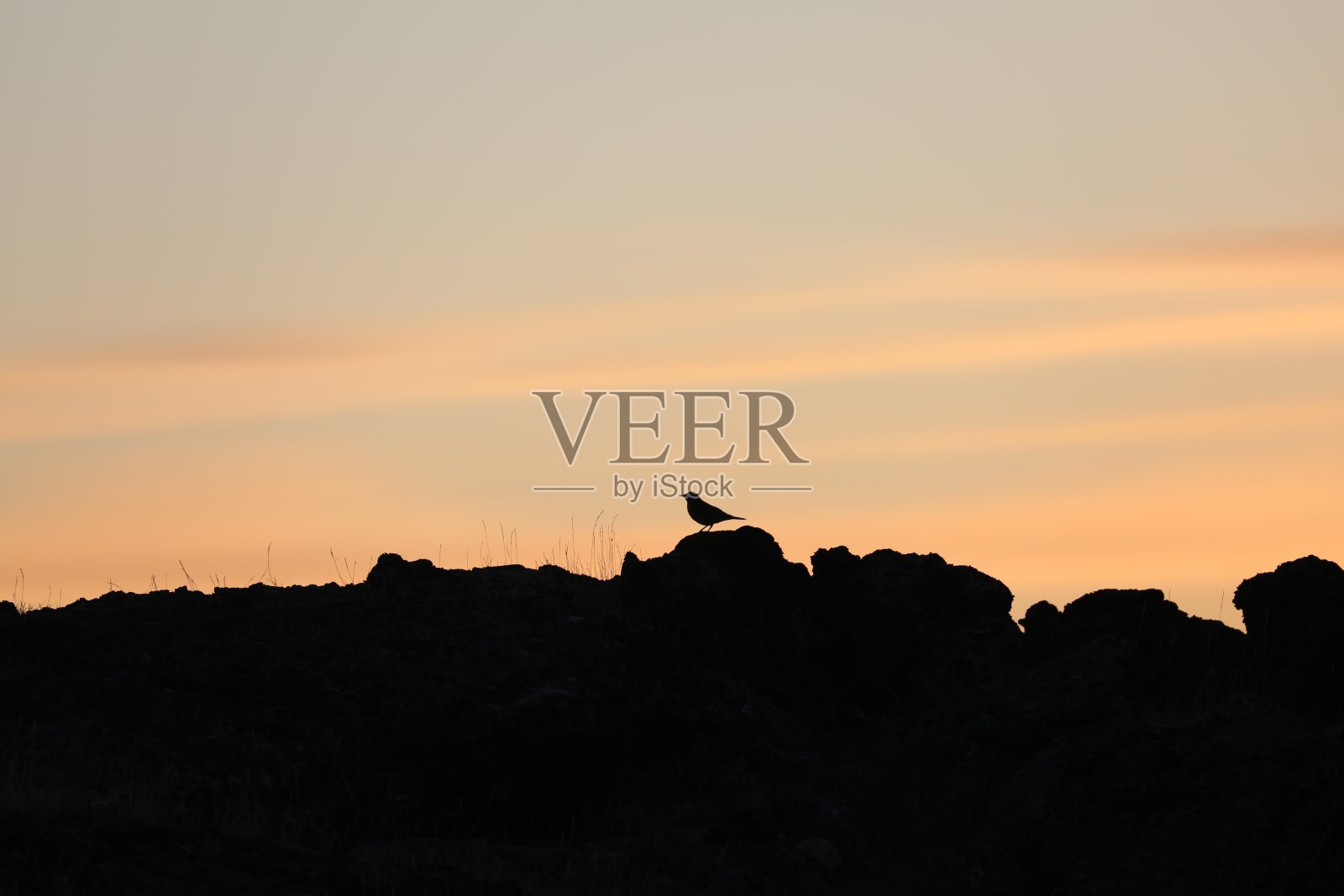 鸟日落照片摄影图片