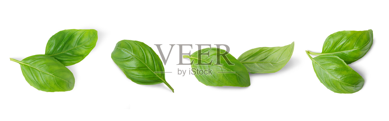 集，收集新鲜的绿色罗勒叶隔离在白色的背景照片摄影图片