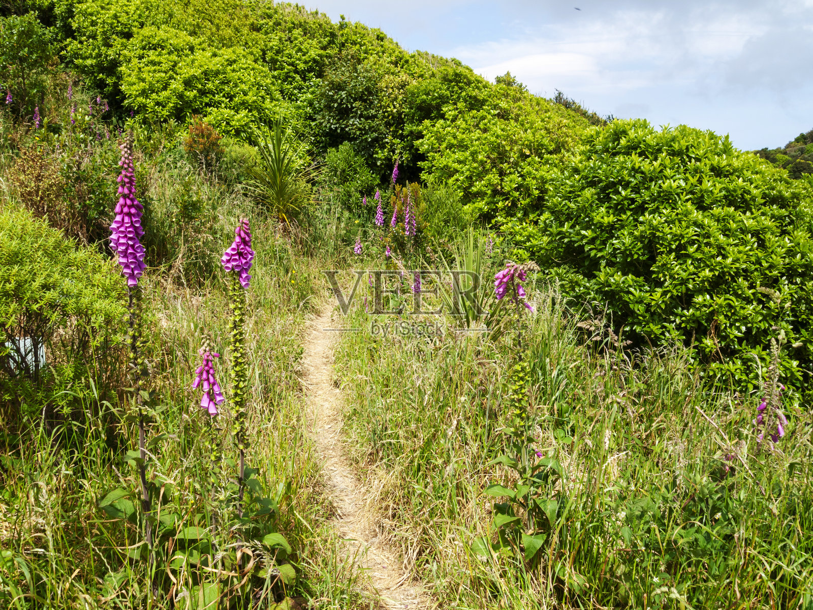 异想天开的路径，毛地黄美容在霍金斯山，新西兰照片摄影图片