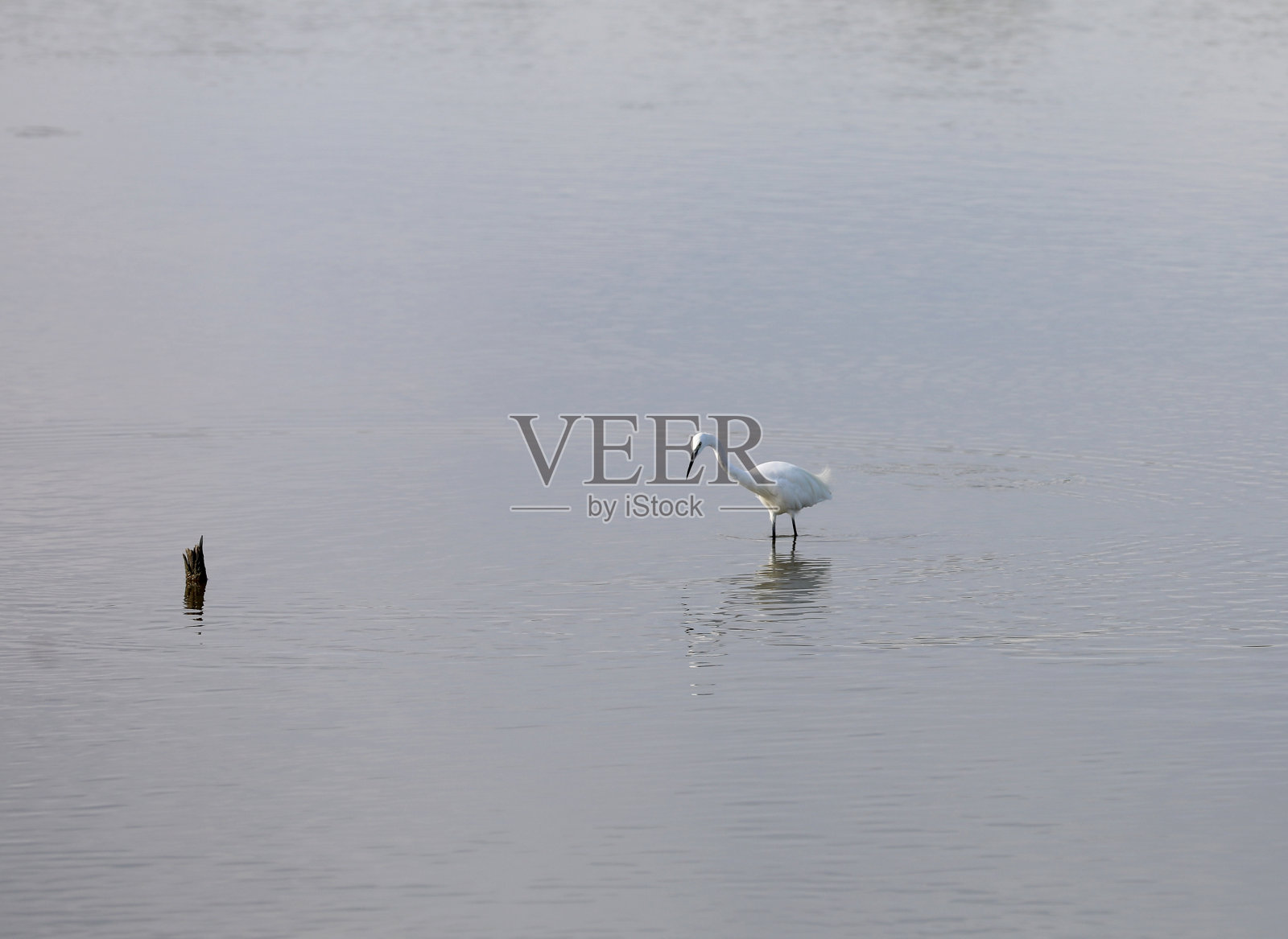 鸟儿在水岸边的沙滩上觅食照片摄影图片