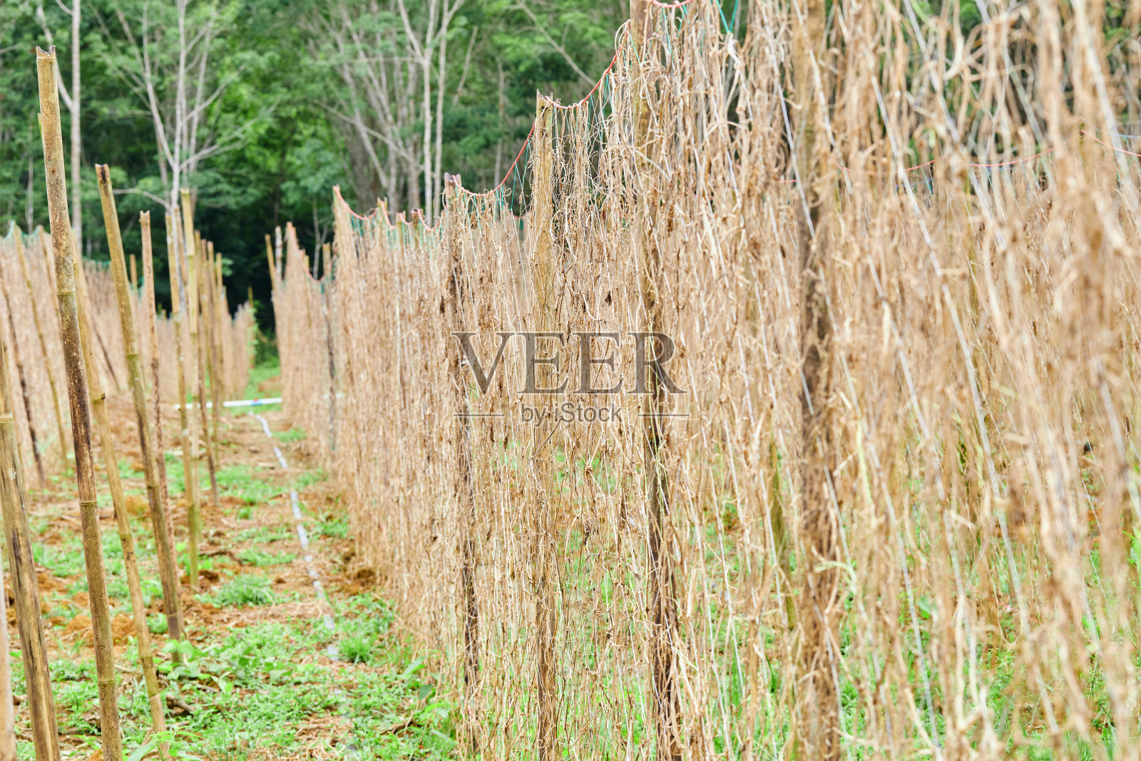 农田上的竹格网照片摄影图片