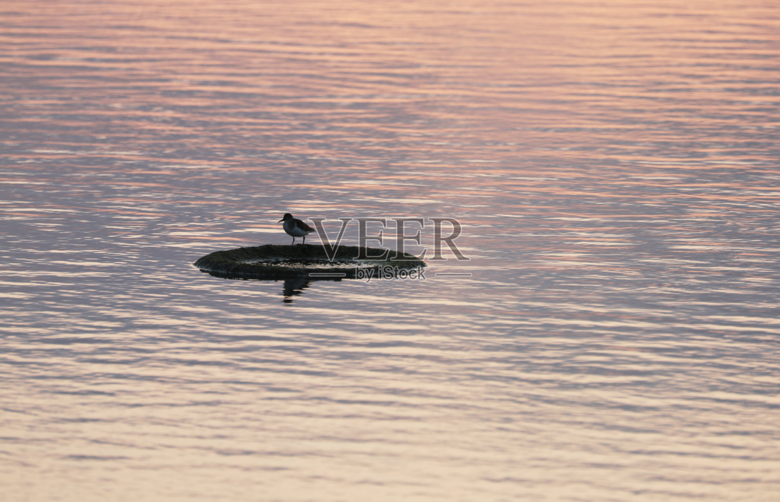 鸟儿在水岸边的沙滩上觅食照片摄影图片