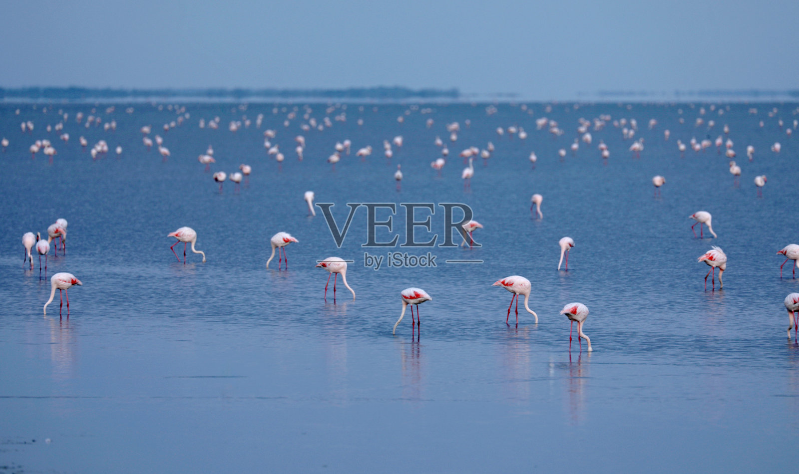 粉红色的火烈鸟在水中嬉戏照片摄影图片