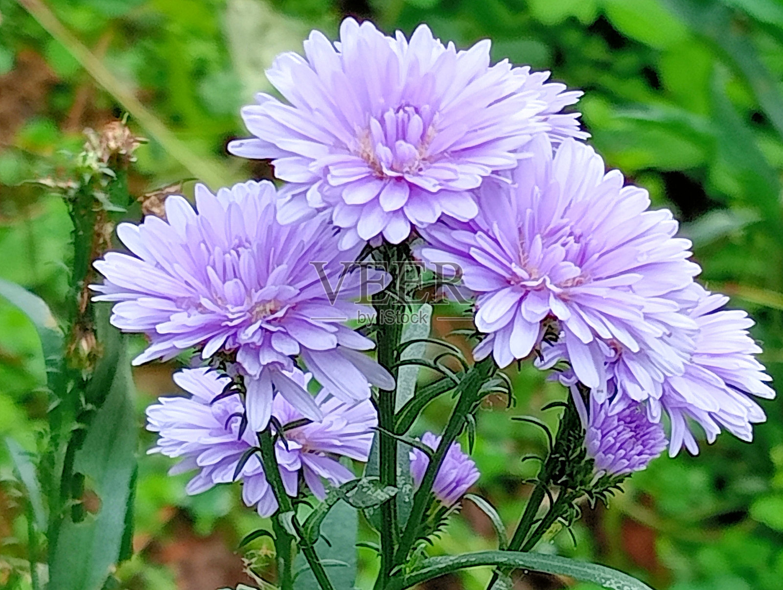 紫色玛格丽特花照片摄影图片
