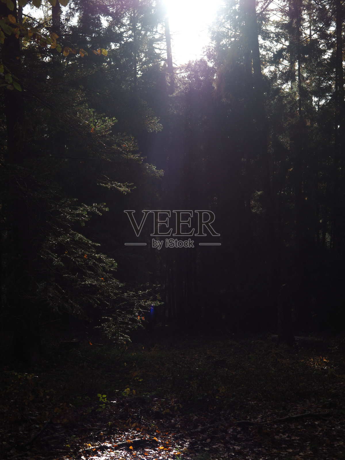 树照片摄影图片