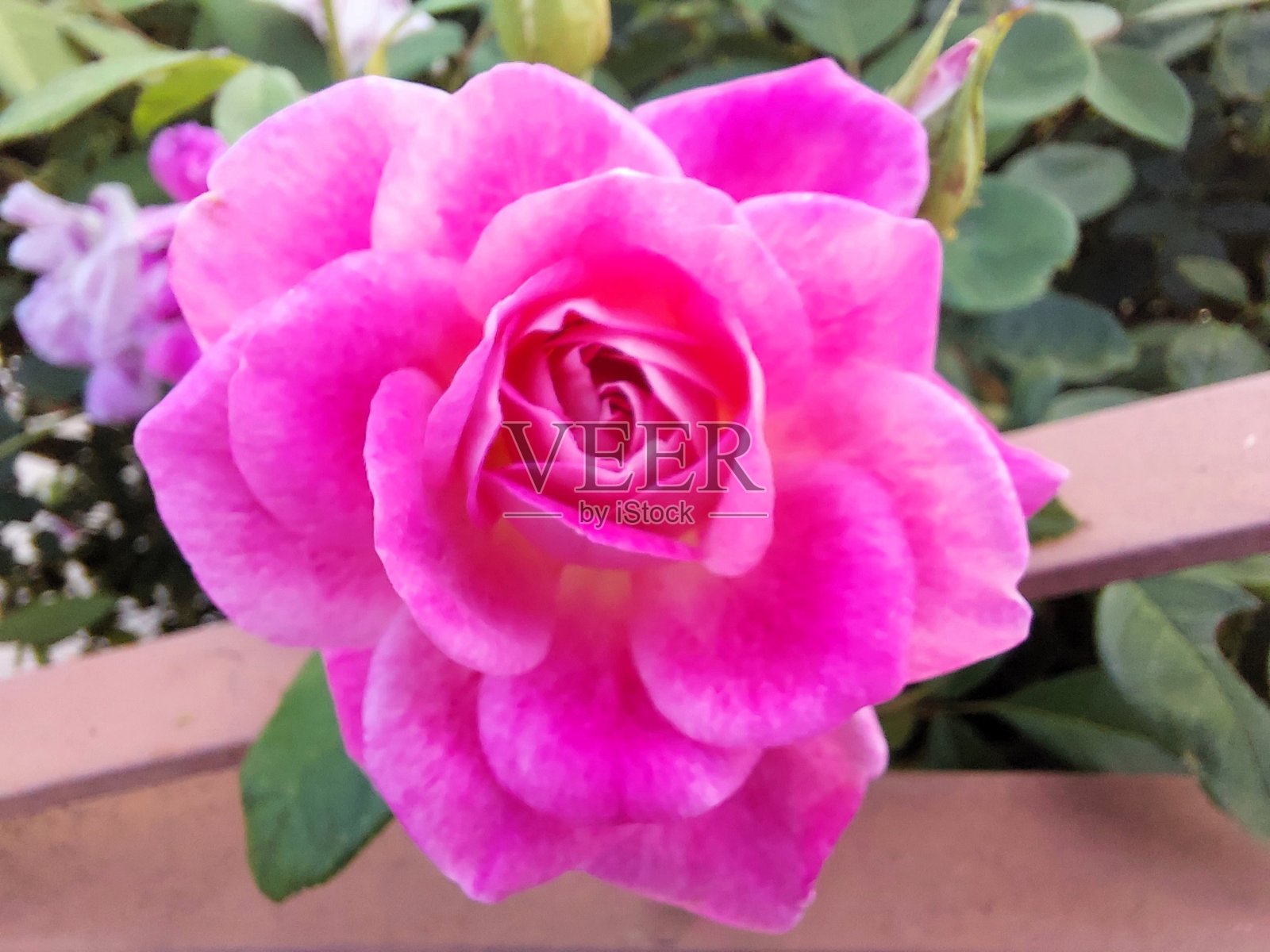 粉色玫瑰照片摄影图片